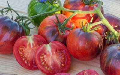Tomate Kaleidoscopic Jewel