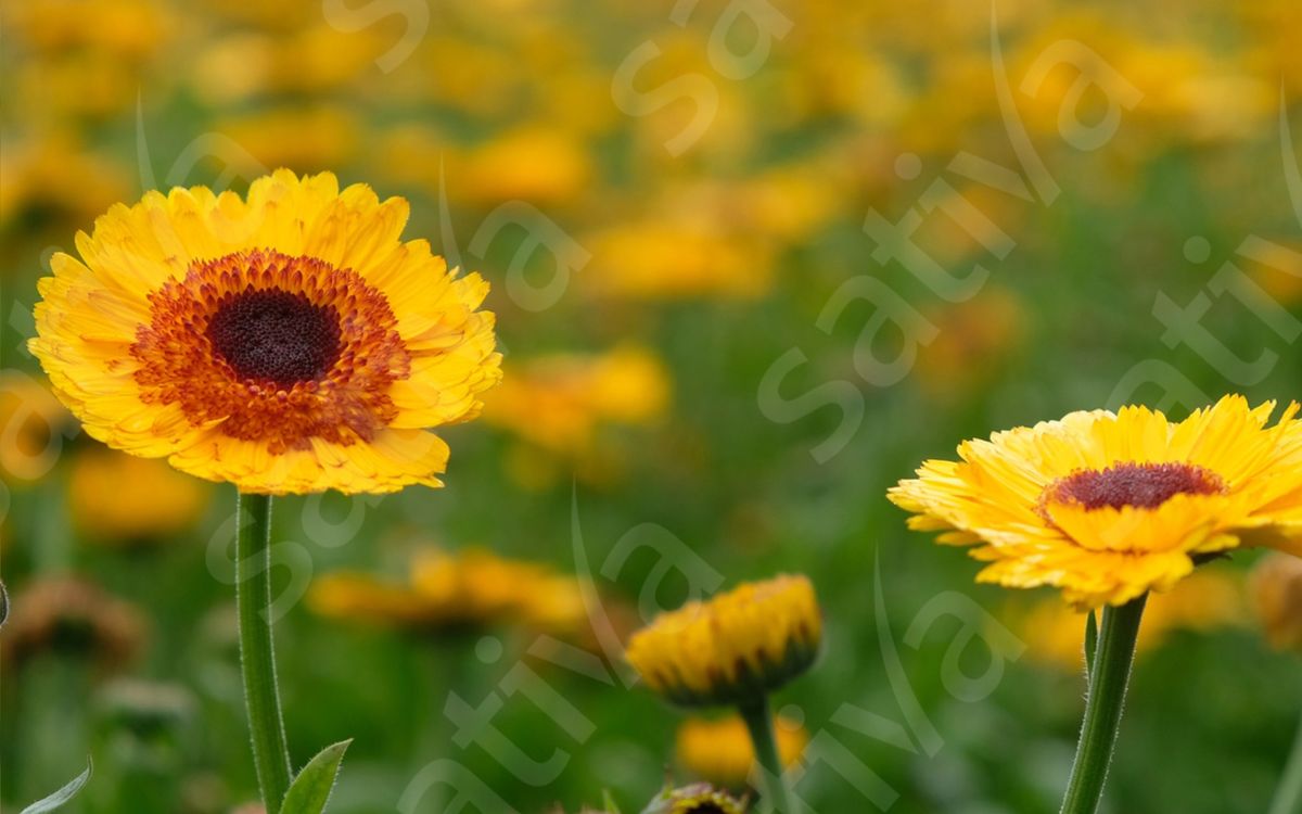 Ringelblume Golden Princess Black Center