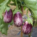 Vorschaubild 1