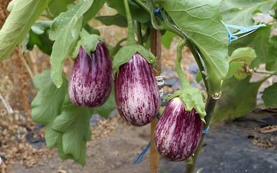 Galano
