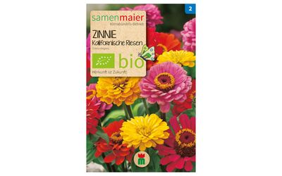 Zinnie Kalifornische Riesen