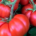 Rote Tomatensorten
