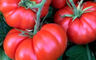 Rote Tomatensorten