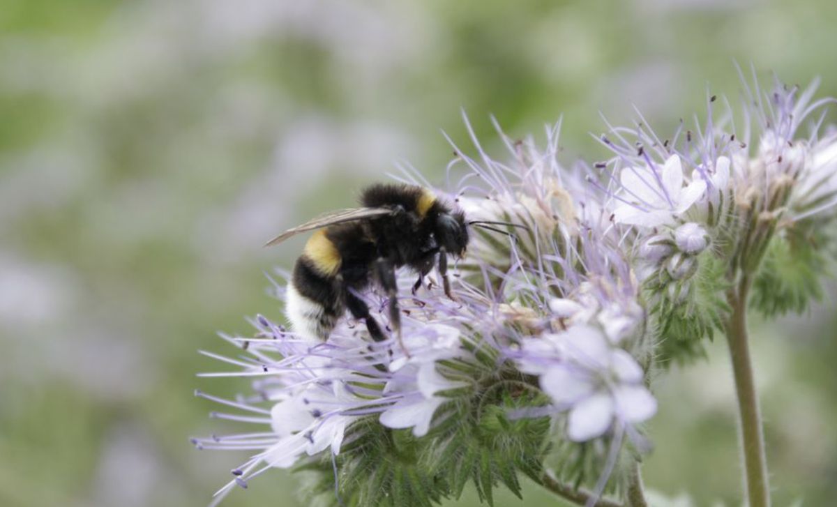 Visselhöveder Hummelblüte