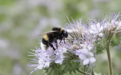 Visselhöveder Hummelblüte