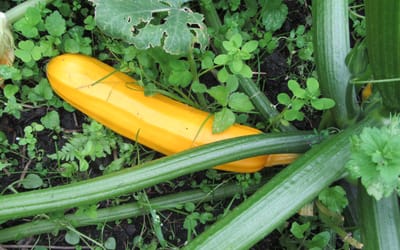 Zucchini Gold Rush
