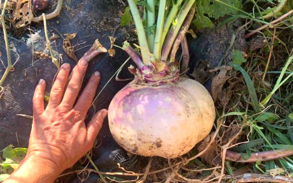 Weiße Rübe aus Norfolk mit rotem Kragen