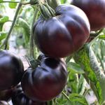 Dunkle ( Braun / Schwarz) Tomatensorten