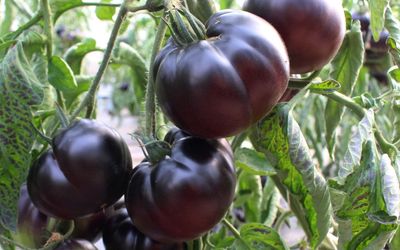 Dunkle ( Braun / Schwarz) Tomatensorten