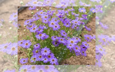 Blaues Gänseblümchen