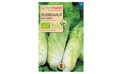 Zichoriensalat Zuckerhut