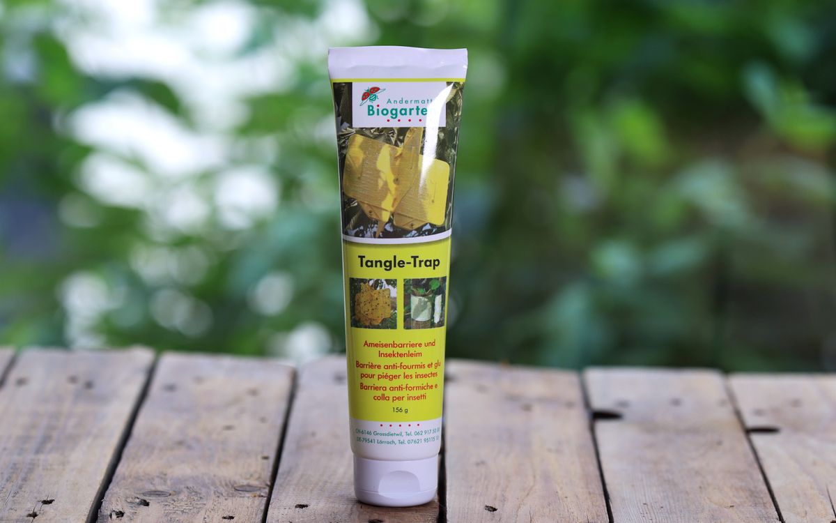 Rebell amarillo  - Tangle-Trap Insektenleim