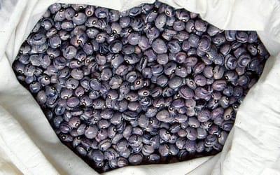 Forellenbohne