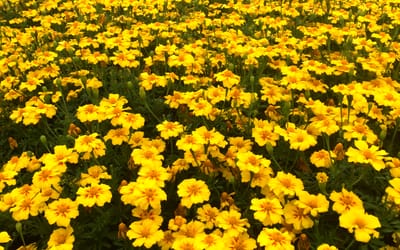 Gelbblühende Tagetes Lumo