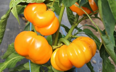 Tamiro