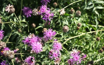 Skabiosen-Flockenblume