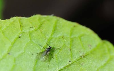 TrauermückenStopp - Nematoden