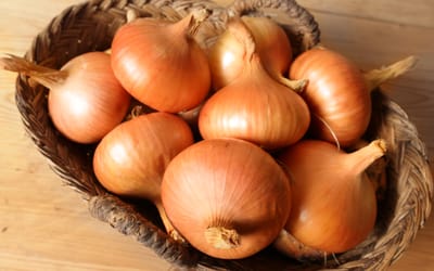 Zwiebel Stuttgarter Riesen