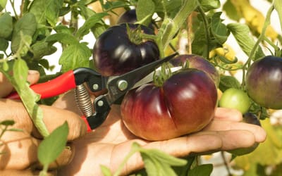 Gartenwerkzeuge