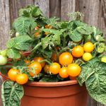 Zwergtomaten / Topftomaten