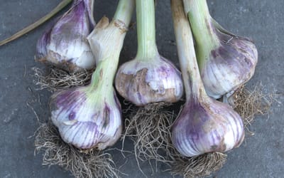 Knoblauch Therador