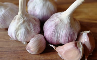 Knoblauch Ljubascha