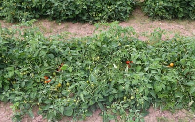 Buschtomate Vivarossa