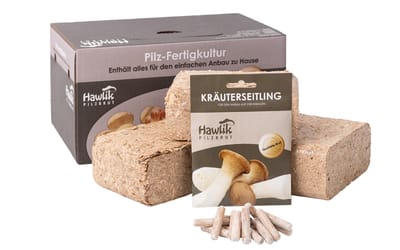 Kräuterseitling - Pilzbeet-Set