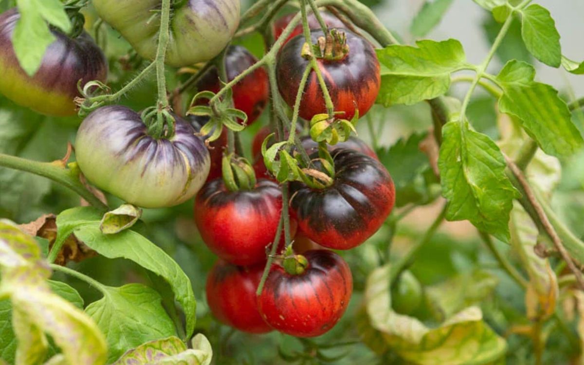 Tomate Blue Beauty