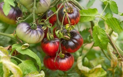 Tomate Blue Beauty