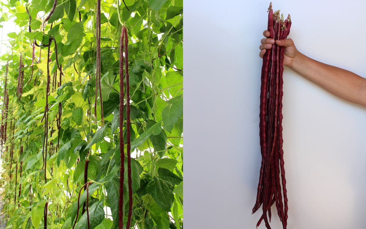 Red Noodle