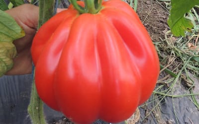 Fleischtomate Liguria