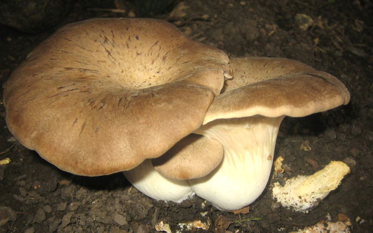 Kräuterseitling - Dübel