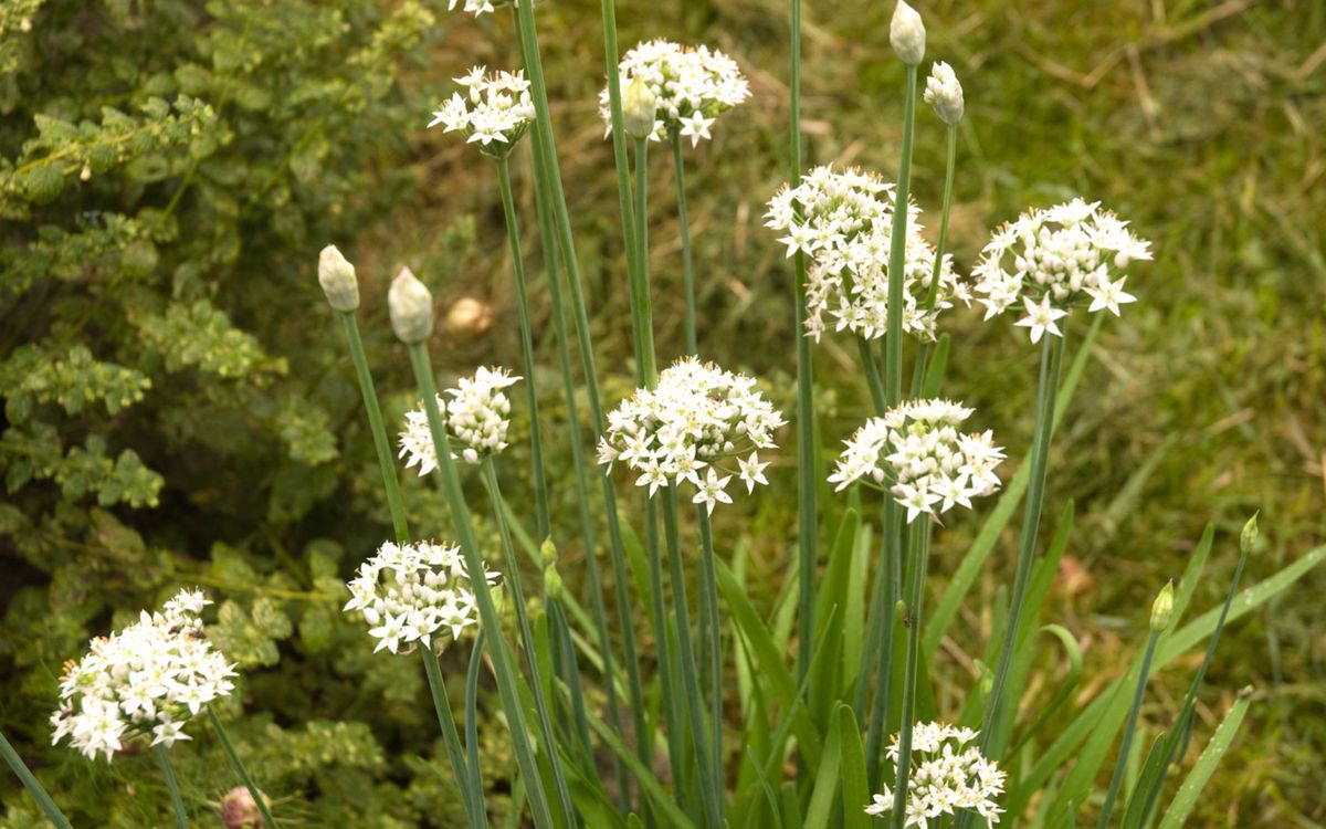 Schnittknoblauch