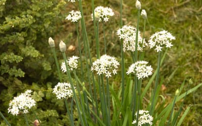Schnittknoblauch