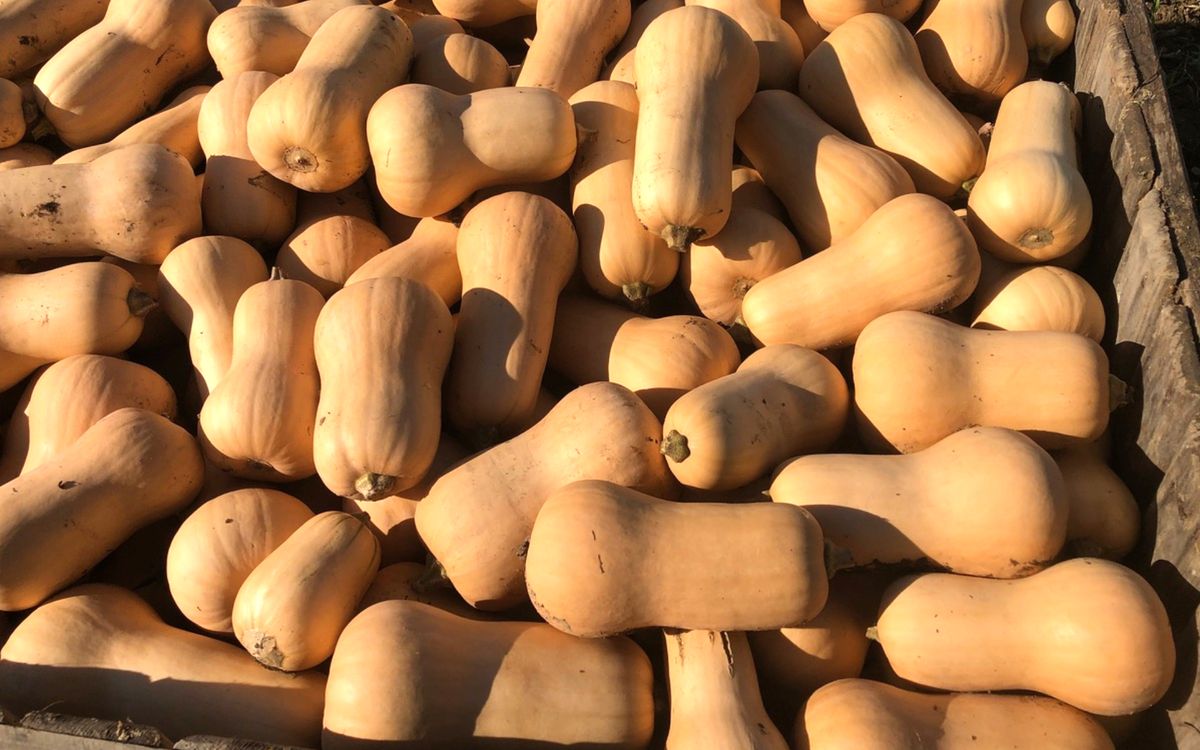 Nutterbutter