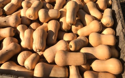 Nutterbutter