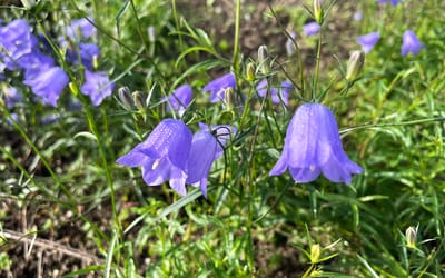 Rundblättrige Glockenblume