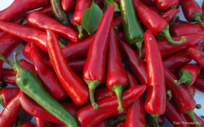 De Cayenne