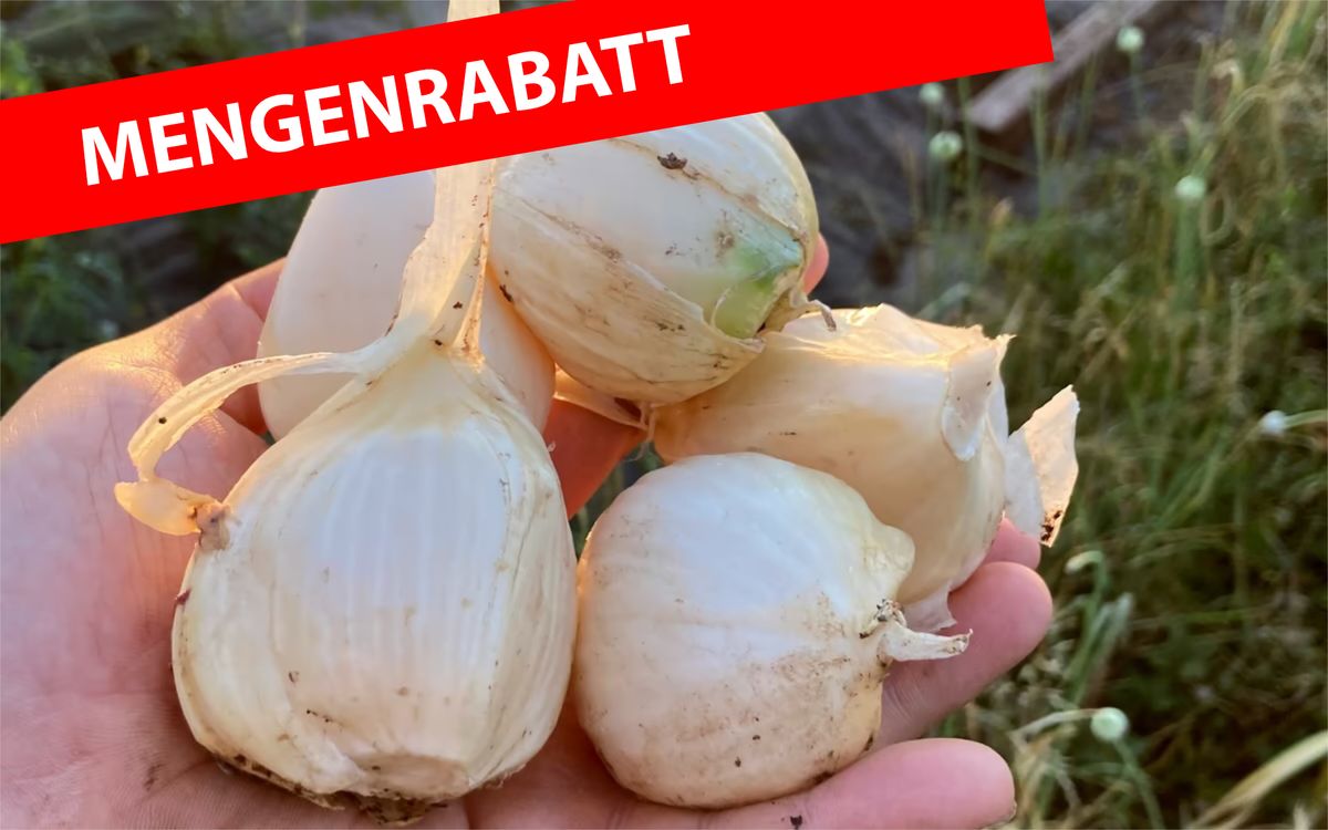 Spanischer Elefantenknoblauch - 500 g 
