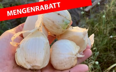 Spanischer Elefantenknoblauch - 500 g 