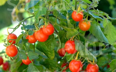 Balkontomate Sterntaler