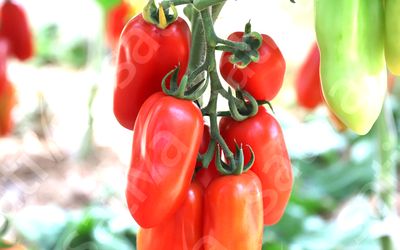 San Marzano 2