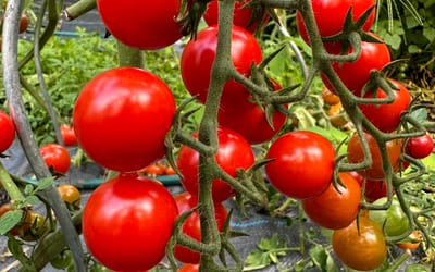 Mexikanische Honigtomate