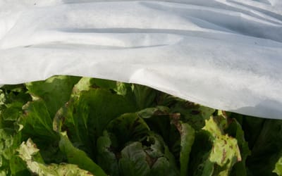 Wintervlies 1,6m × 5m