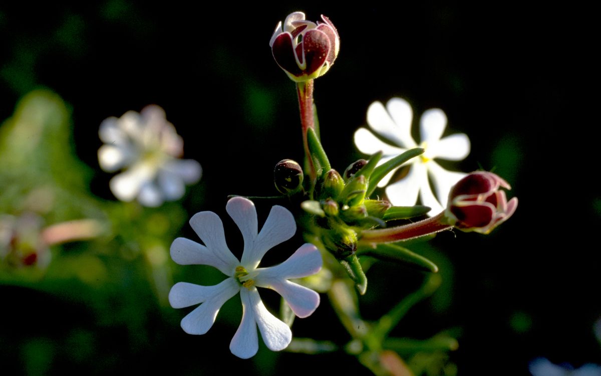 Nachtphlox, Sternbalsam