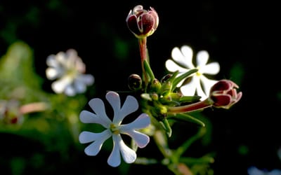 Nachtphlox, Sternbalsam