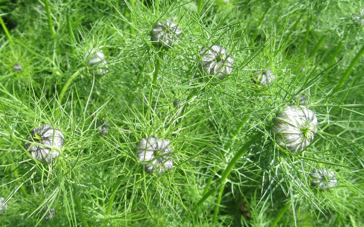 Schwarzkümmel