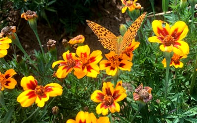 Buntblühende Tagetes Kolibri