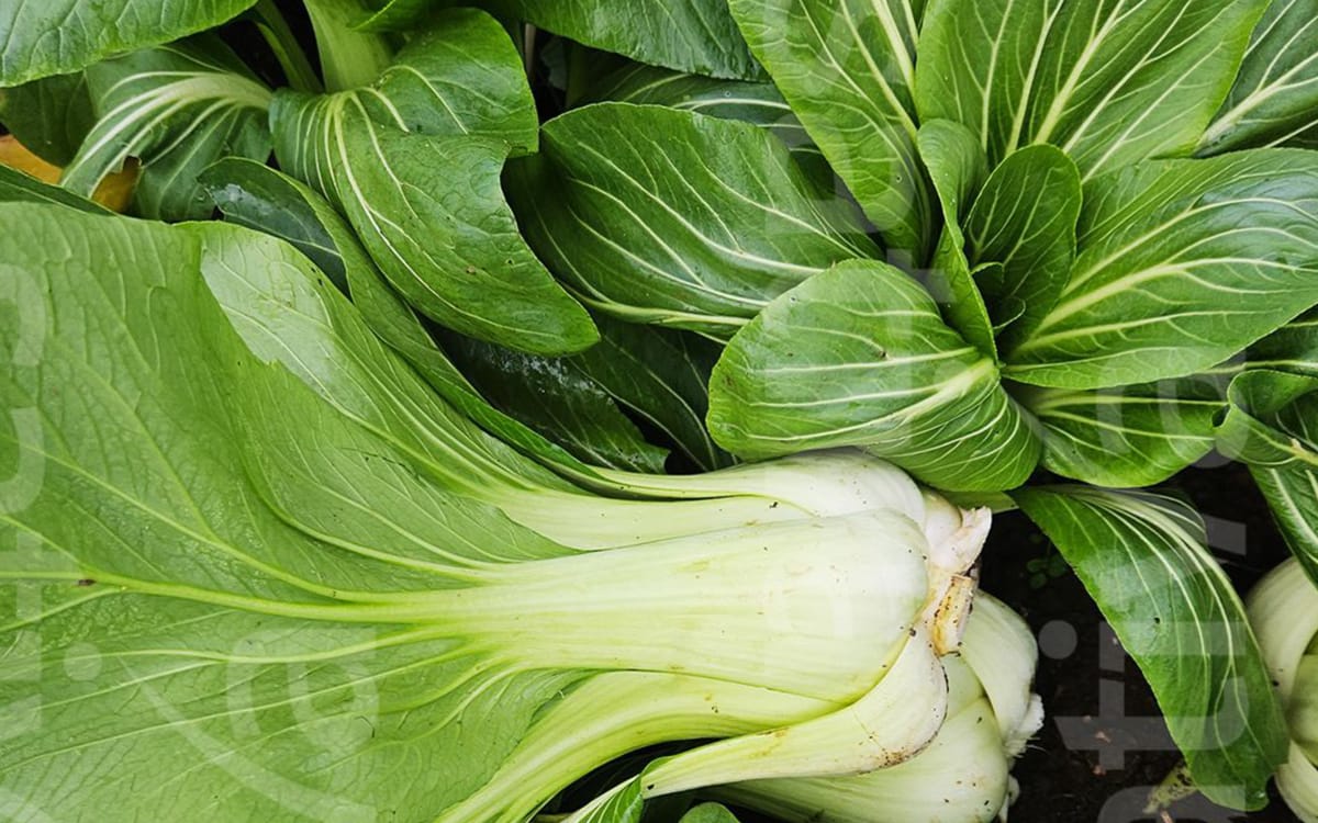 Pakvert - Pak Choy
